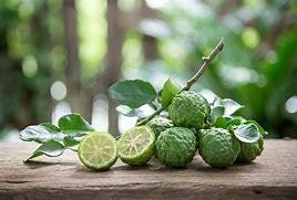 Kaffir Lime Tree- Chanh Thai