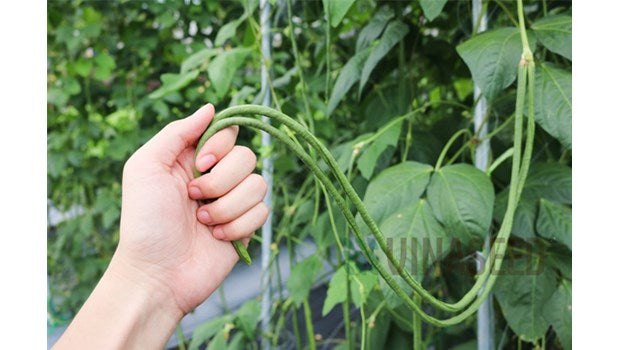 Đậu đũa hạt trắng-10g-White-seeded yardlong bean