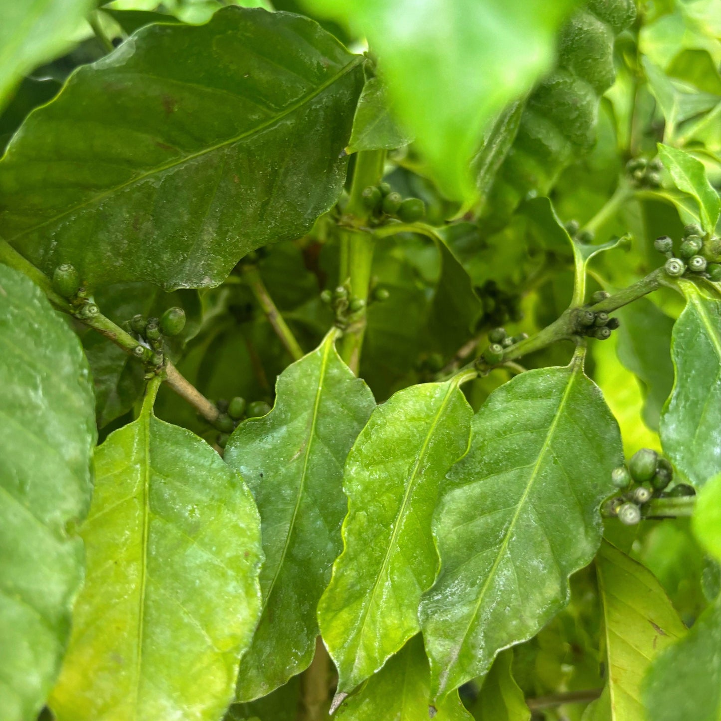 Coffee Tree - Cay Cafe