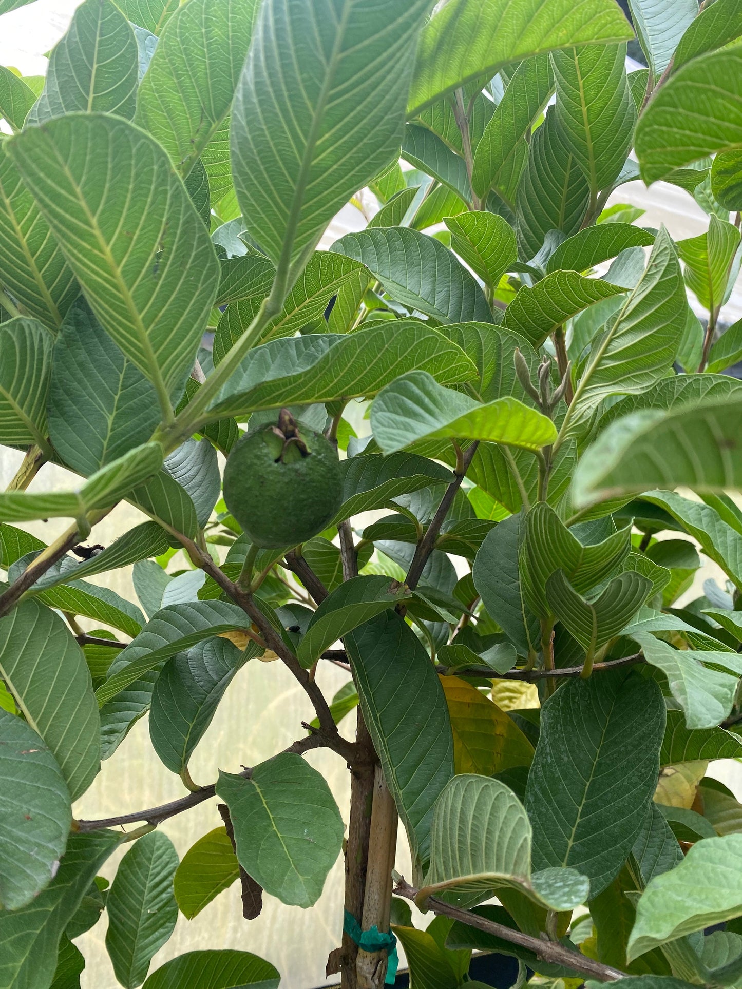 Ruby Supreme Guava Tree- Oi Do