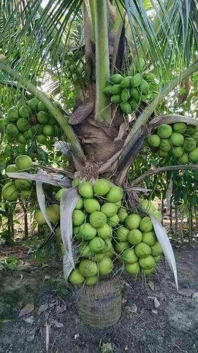 Dwarf Green Coconut Tree- Dua Xanh Lun