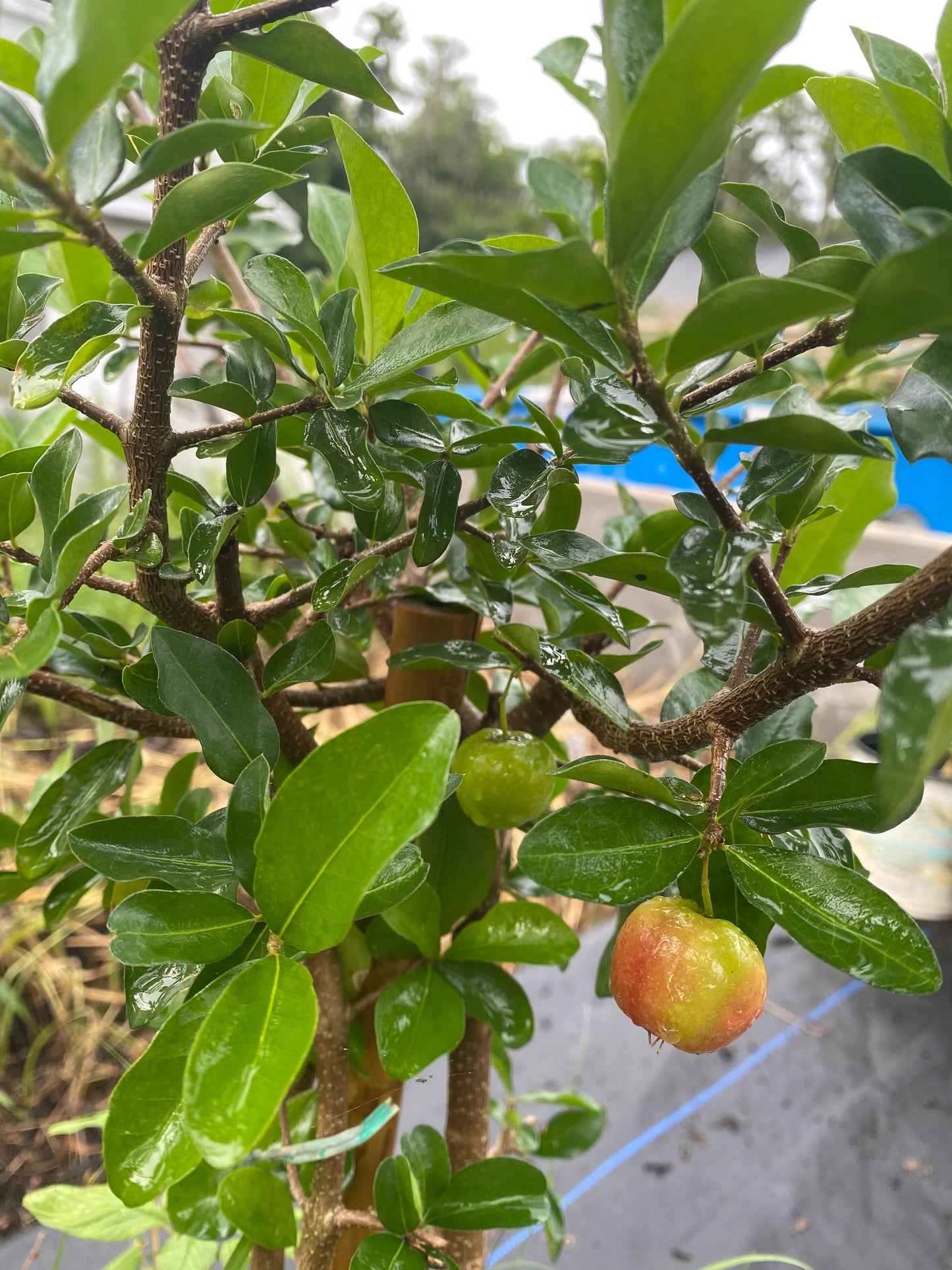Barbados Cherry Tree- Sori VN