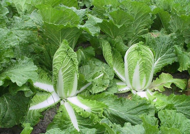 Cải thảo lai f1-0.5g-Napa Cabbage