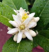 Budda Hand Tree- Cay Phat Thu