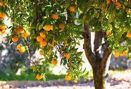 Vernia Orange Tree