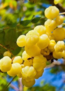 Gooseberry Tree-5 gallon- Chum Ruot