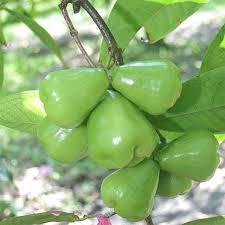 Red Wax Jambu Tree