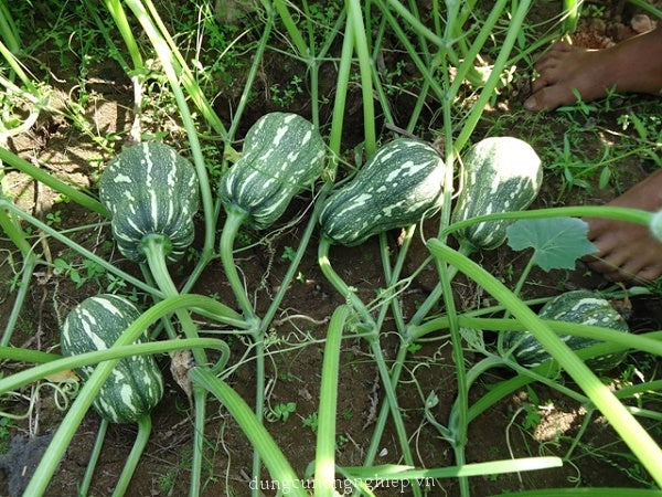 Bí đậu ăn non KATORA-1g- Baby Squash/ Pumpkin seeds