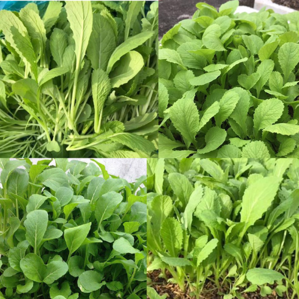 Cải xanh ăn non-20g-Baby Mustard Greens seeds