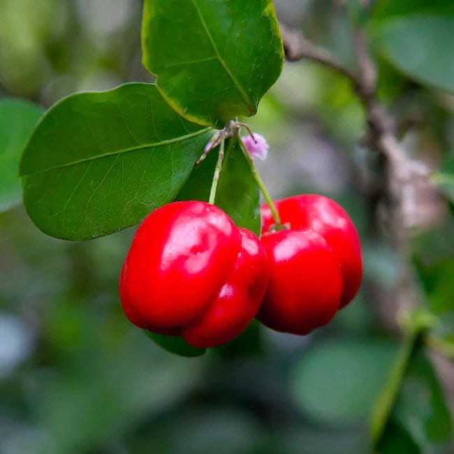 Barbados Cherry Tree- Sori VN