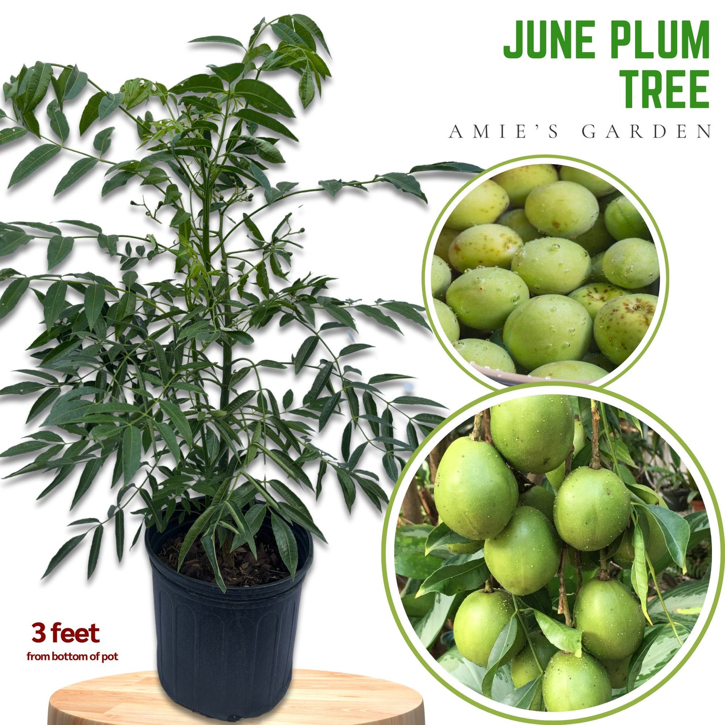June Plum Tree- Cay Coc
