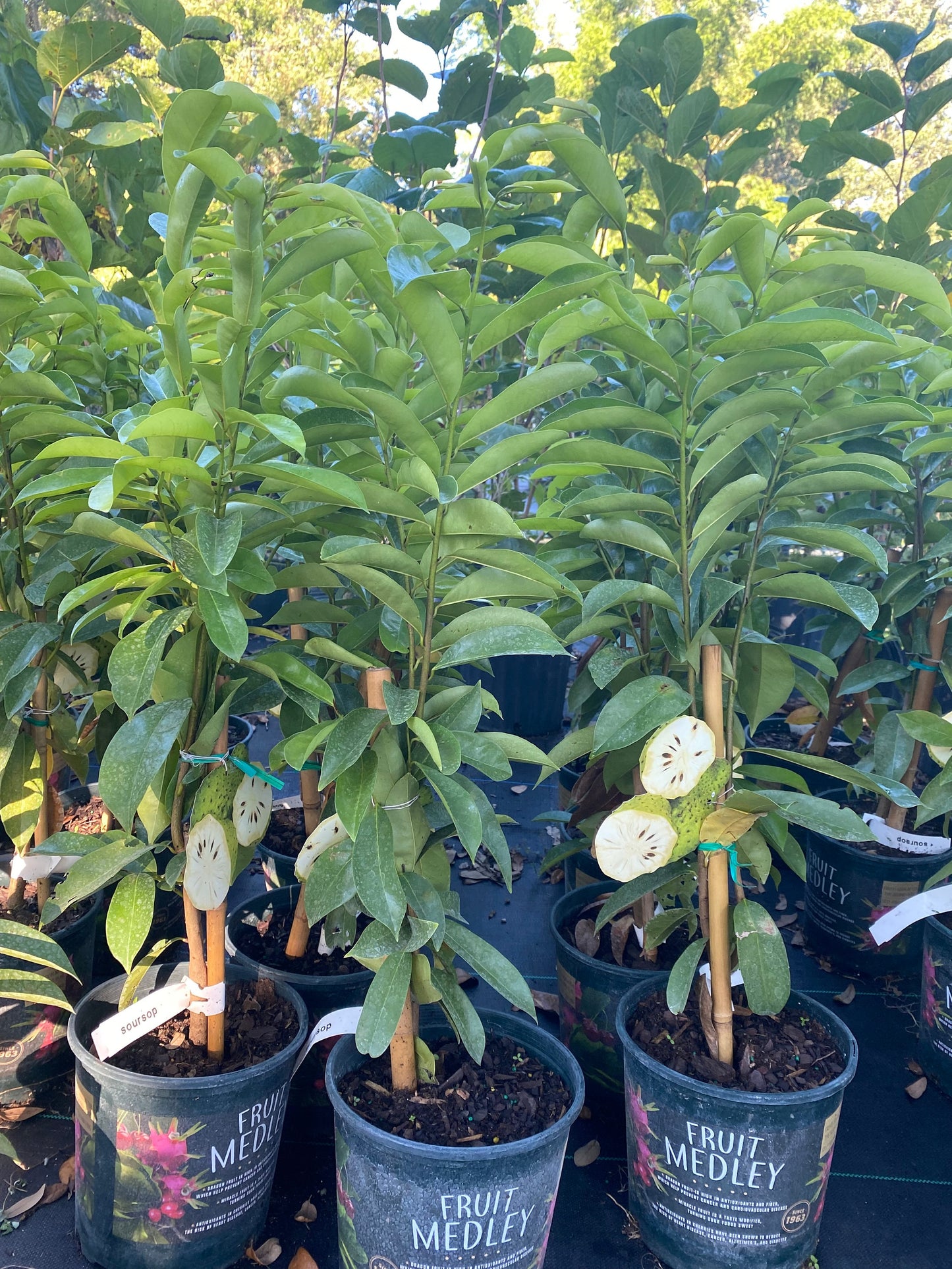 Soursop Tree - Mang Cau Xiem