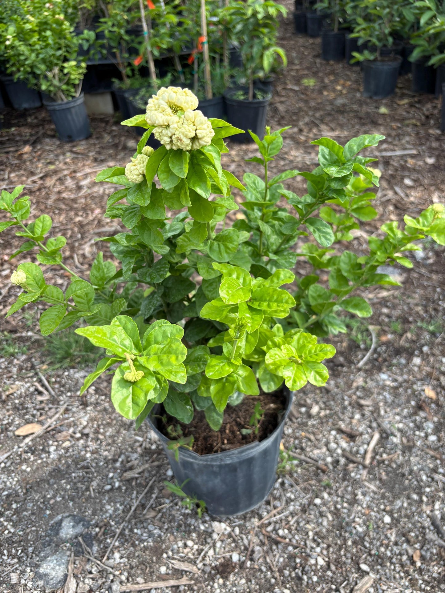 Duke Jasmine Flower Plant- Hoa Lai Kep
