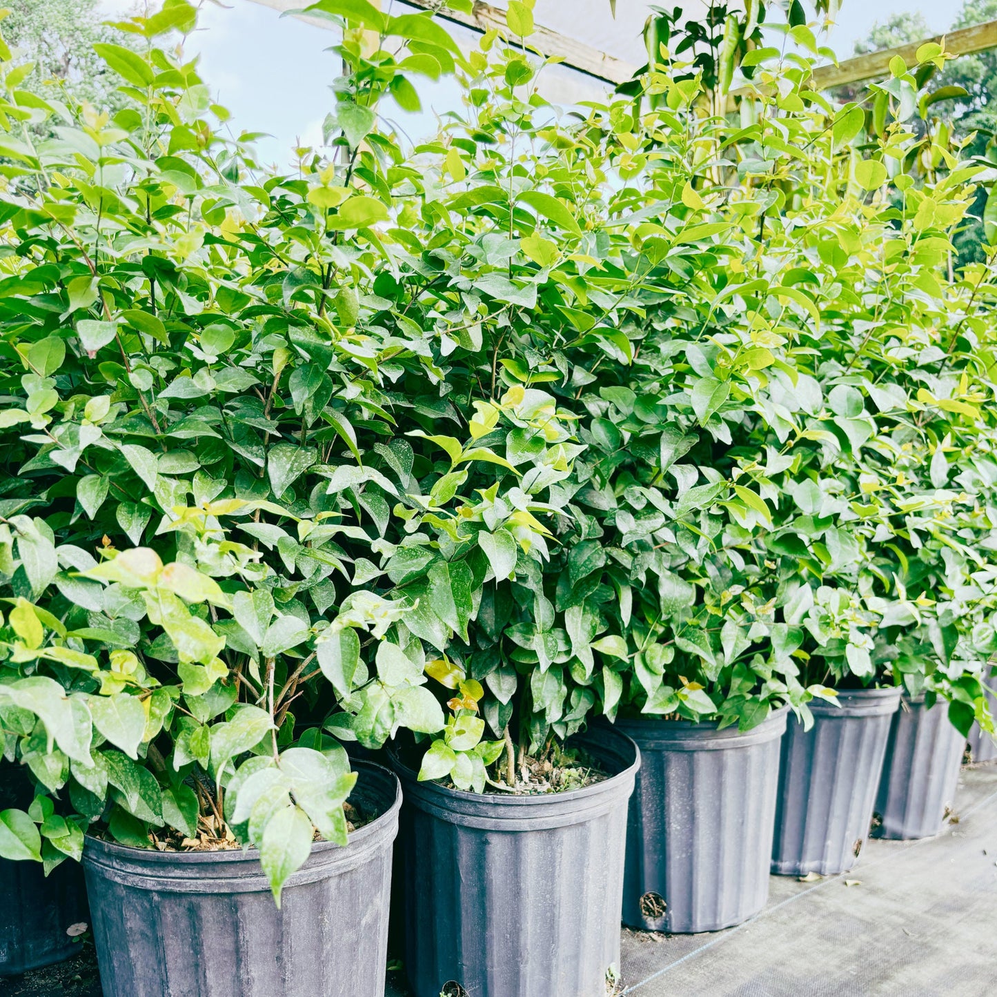 Surinam Cherry Tree - 5gallon- Sori An Do