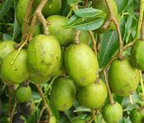June Plum Tree- Cay Coc