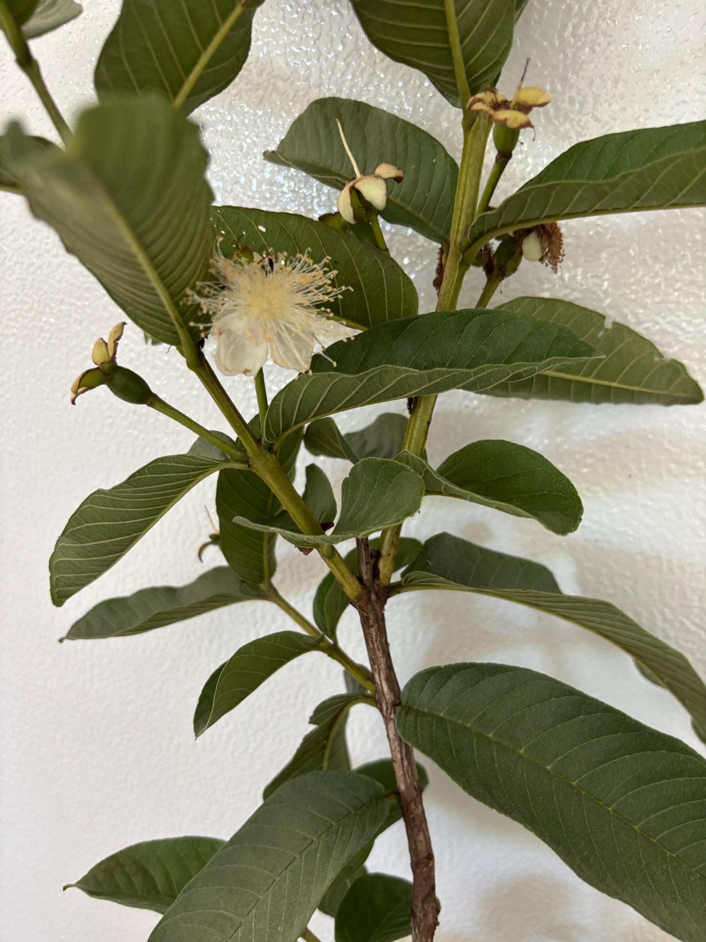 Ruby Supreme Guava Tree- Oi Do
