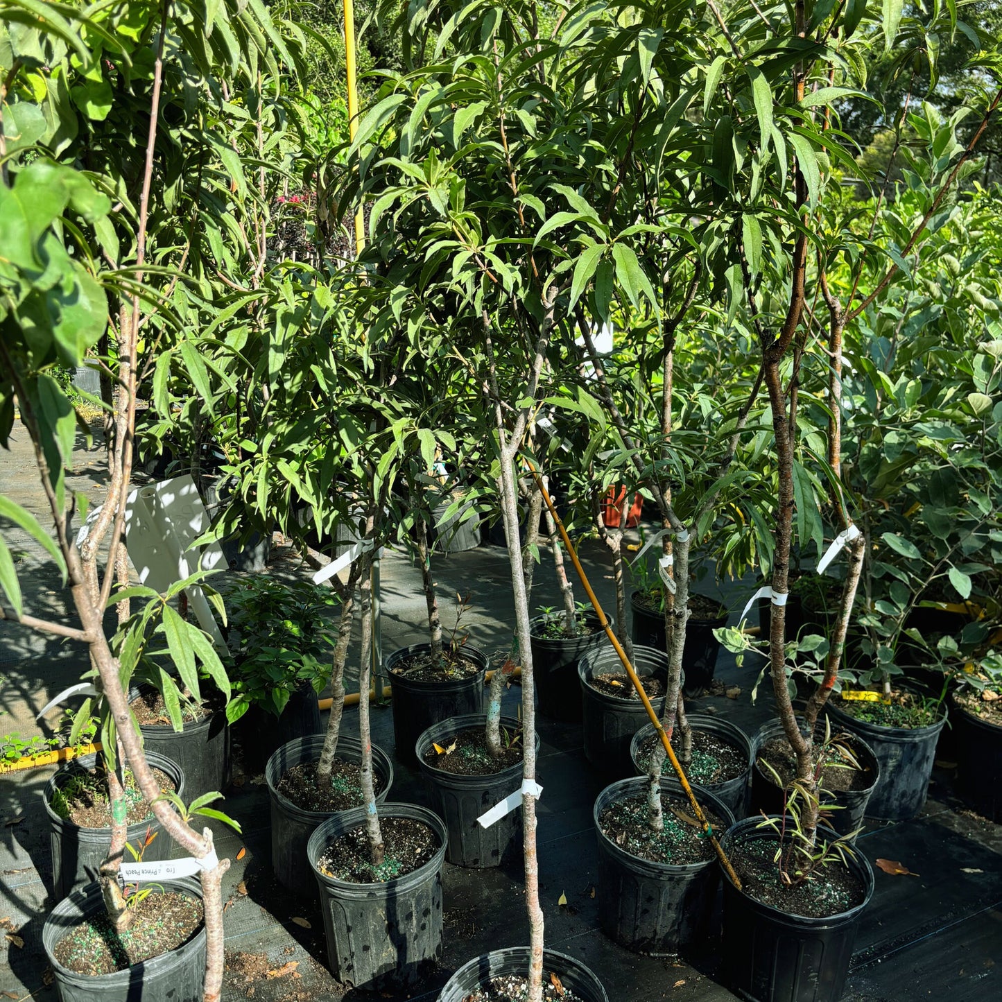 Peach Tree- Dao Tropic Beauty