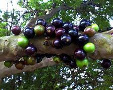 Jaboticaba Fruit Tree- Nho Than Go