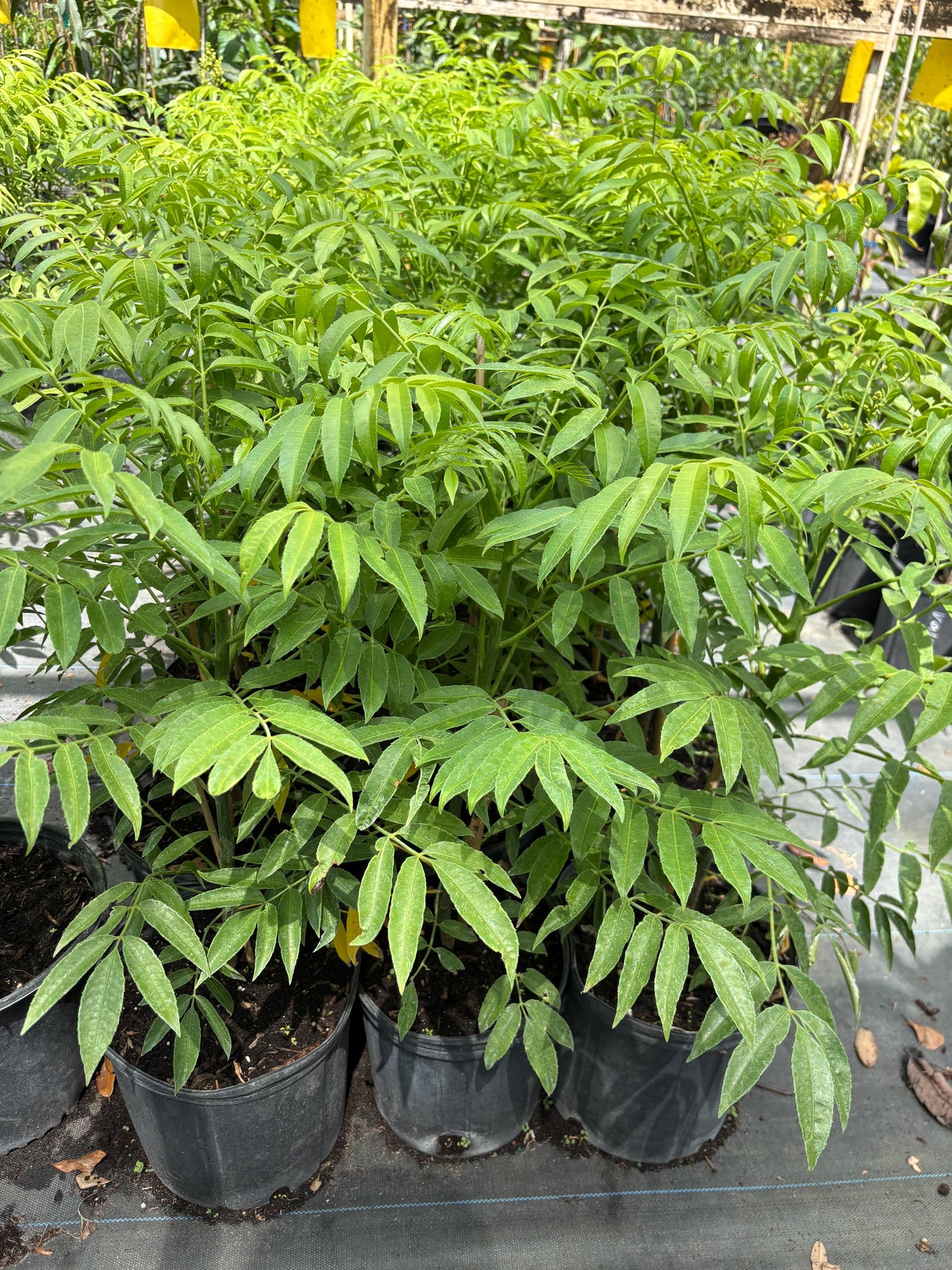 June Plum Tree- Cay Coc