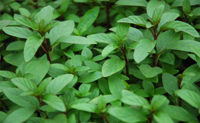 Rau thơm é trắng-5g-White Basil