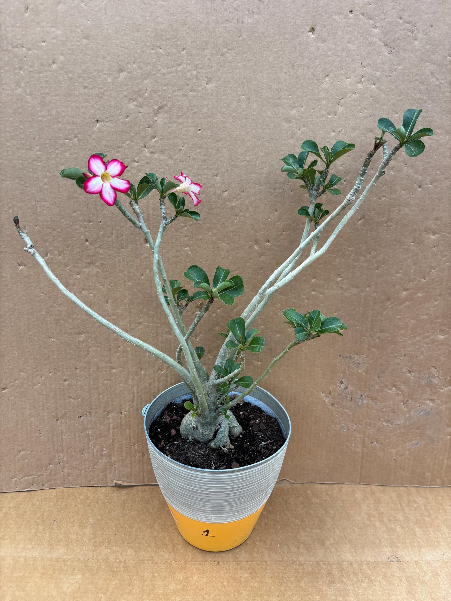 Bonsai Desert Rose- Hoa Su Bonsai