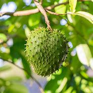 Soursop Tree - Mang Cau Xiem