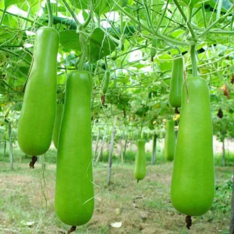 Bầu lai dài f1-10 hạt- F1 Hybrid Long Bottle Gourd