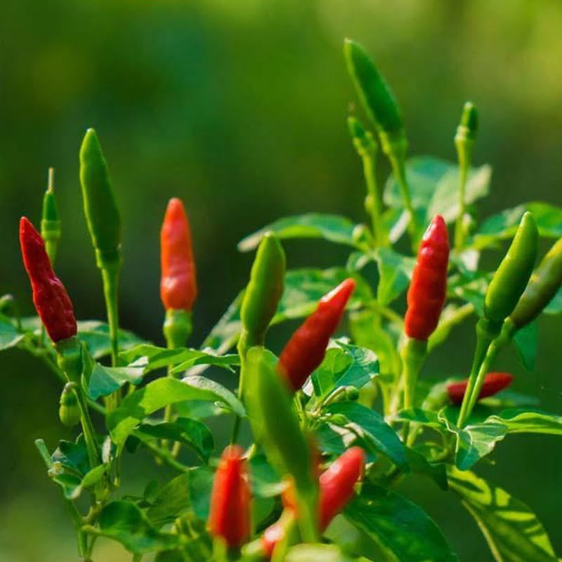 Ớt hiểm lai f1-0.2g-Bird’s Eye Chili