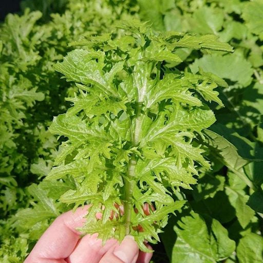 Cải wasabi xanh lai f1-green wasabi seeds