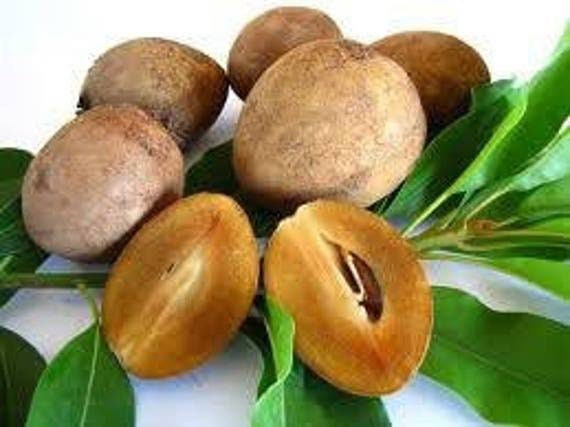 Sapodilla Tree - 5 gallon