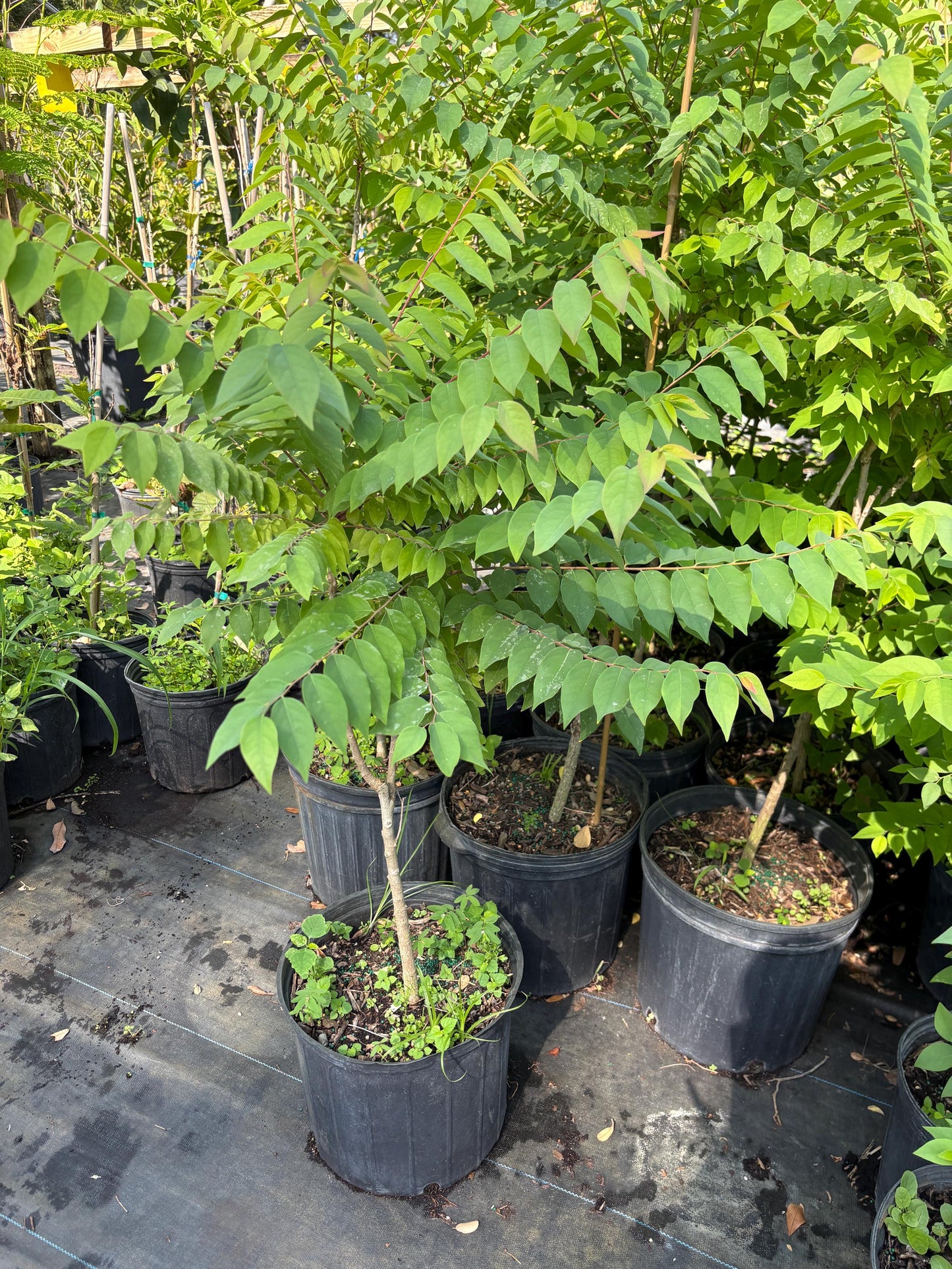 Gooseberry Tree-5 gallon- Chum Ruot