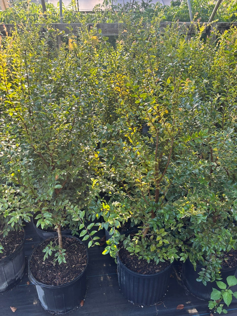 Jaboticaba Fruit Tree- Nho Than Go