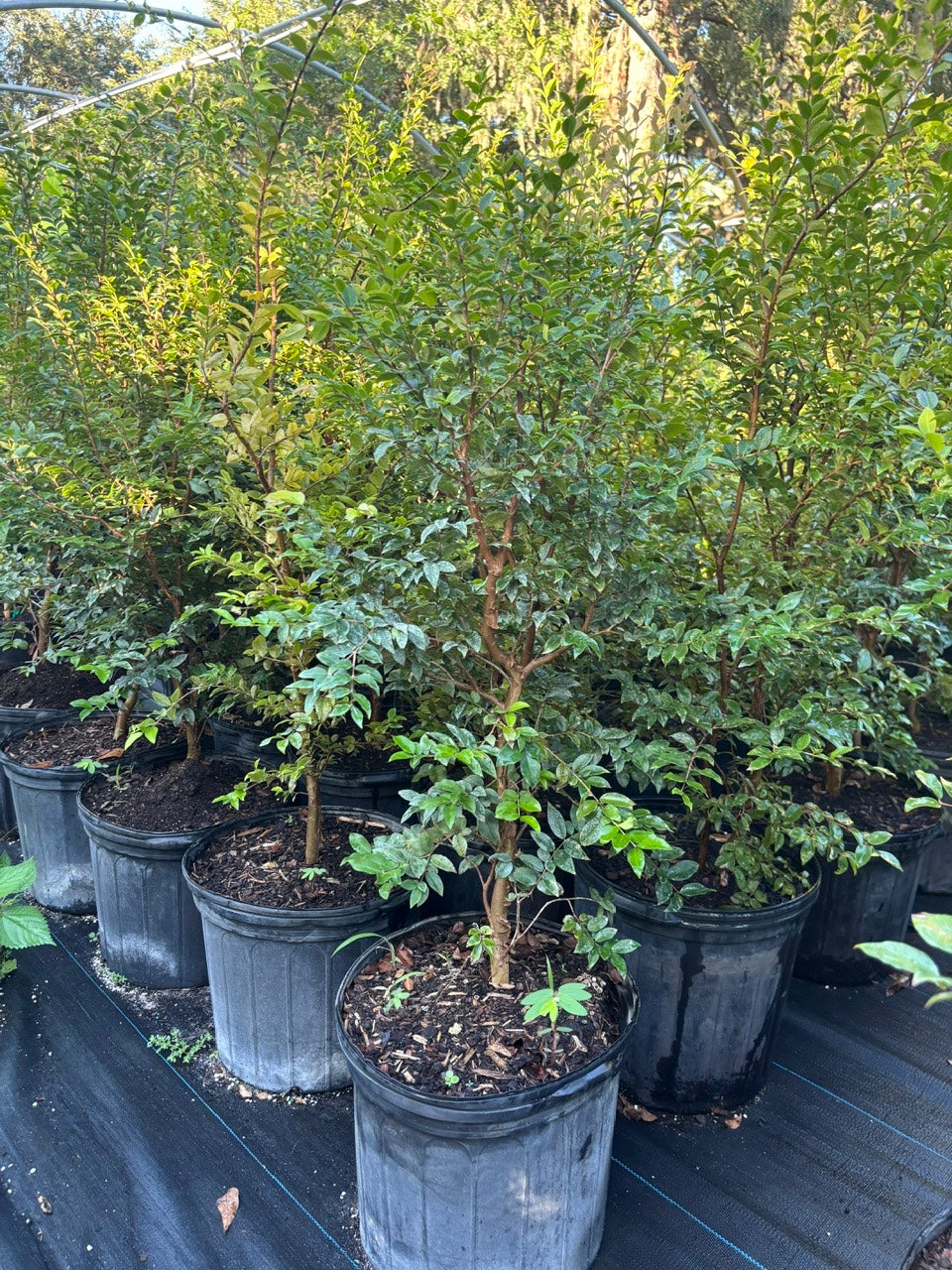 Jaboticaba Fruit Tree- Nho Than Go