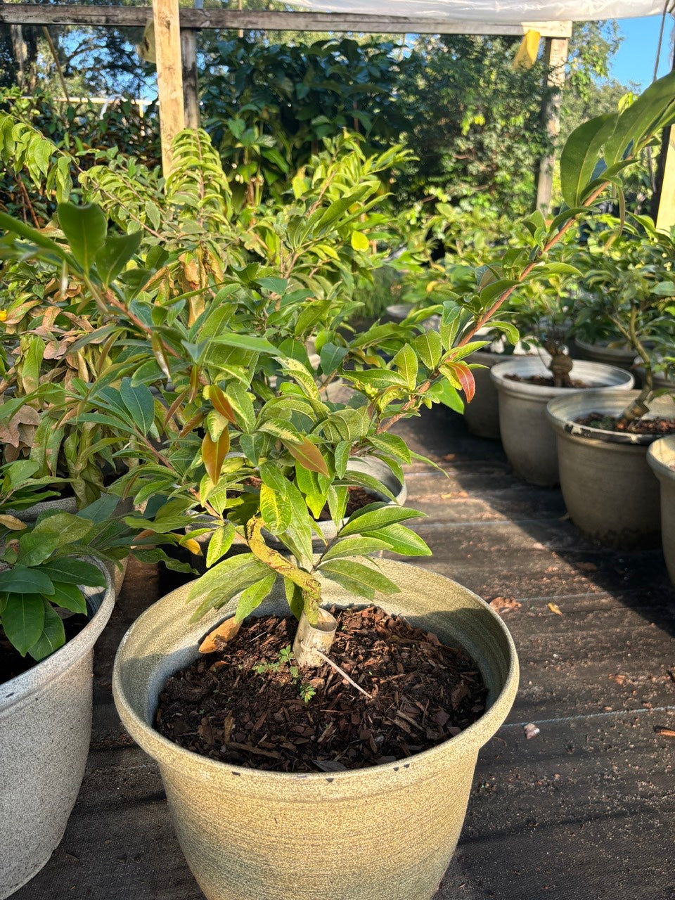 Mai Sieu Nu bonsai tree- Ochna Integerrima Bonsai tree- Mai Cuc Tho Huong