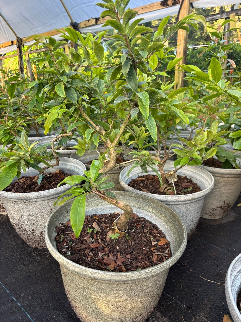 Mai Sieu Nu bonsai tree- Ochna Integerrima Bonsai tree- Mai Cuc Tho Huong