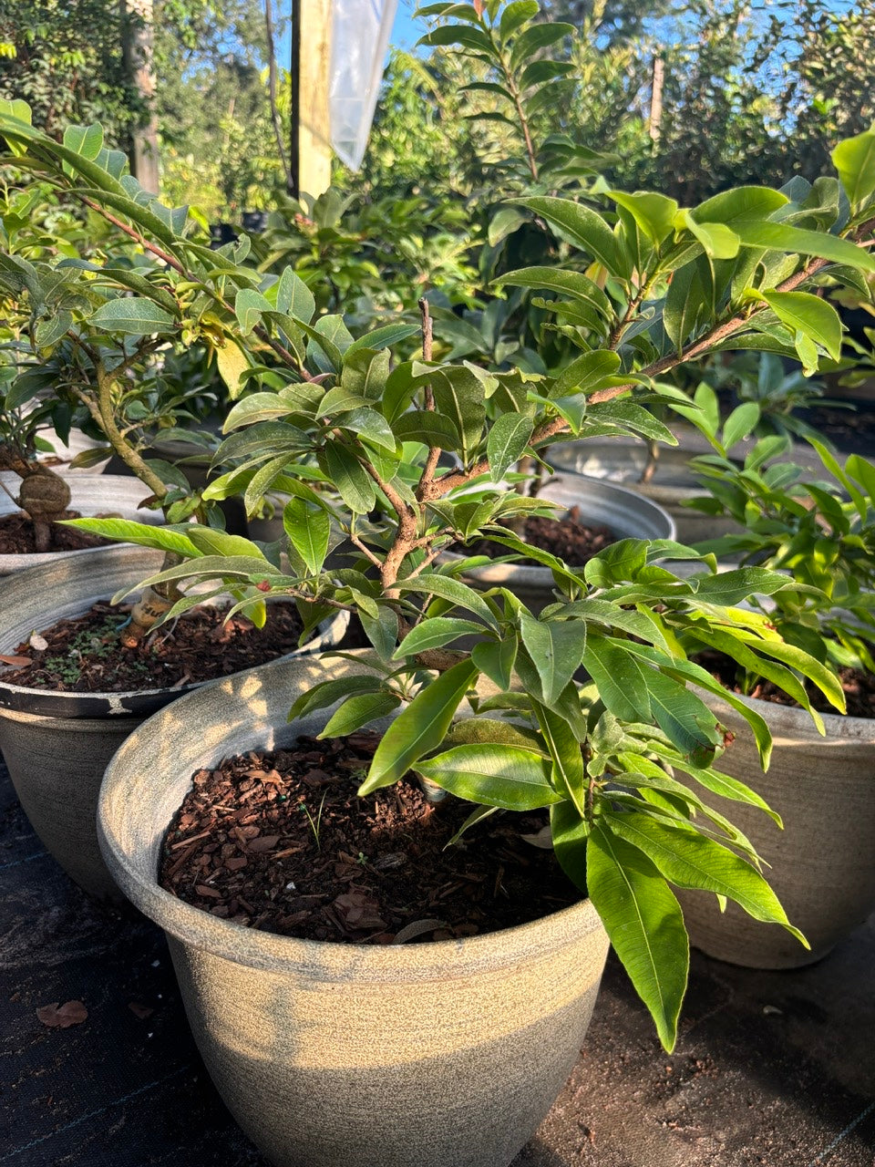 Mai Sieu Nu bonsai tree- Ochna Integerrima Bonsai tree- Mai Cuc Tho Huong