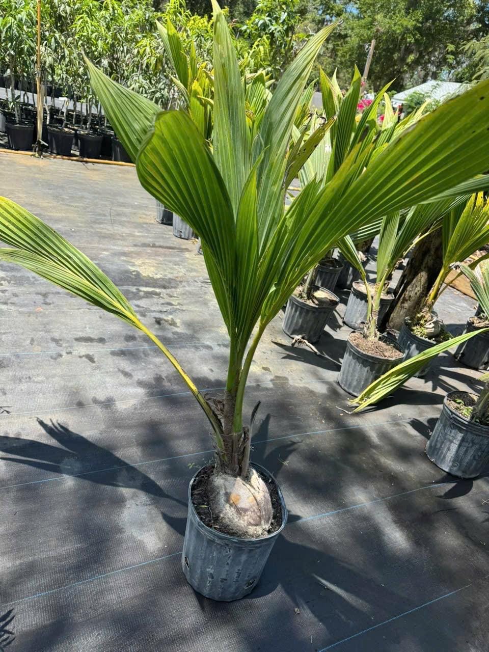 Dwarf Green Coconut Tree- Dua Xanh Lun