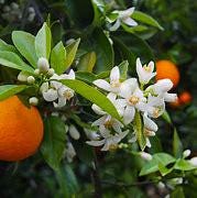 Valencia orange tree- live plant- 2 Feet Tall in 1/2 Gallon Pot, Ships with Soil & Pot - Fresh and Ready for Your Garden!