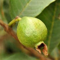 Ruby Supreme Guava Tree- Oi Do