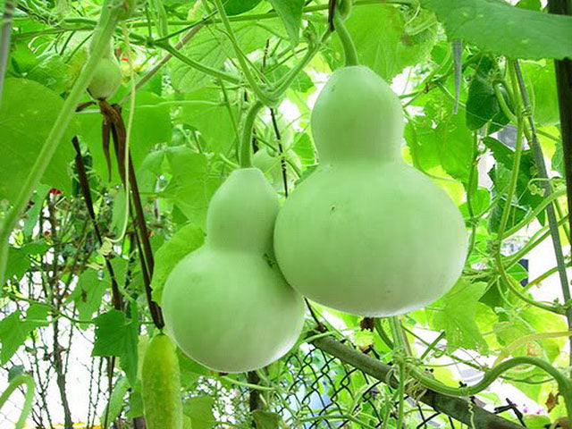 Bầu hồ lô-1g-Calabash Gourd
