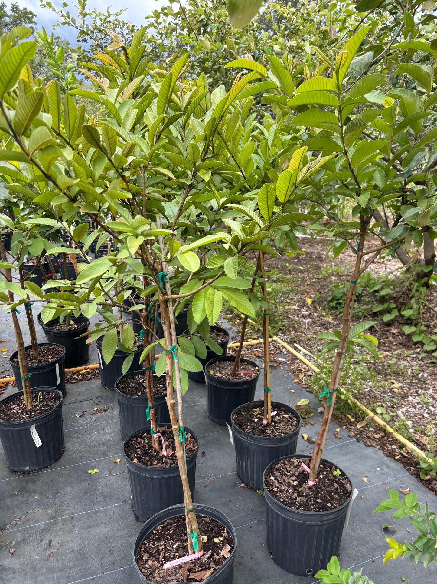 Ruby Supreme Guava Tree 5 Gal- 5 Feet - Free Shipping | High-Yield Fruit Tree for Home Gardens