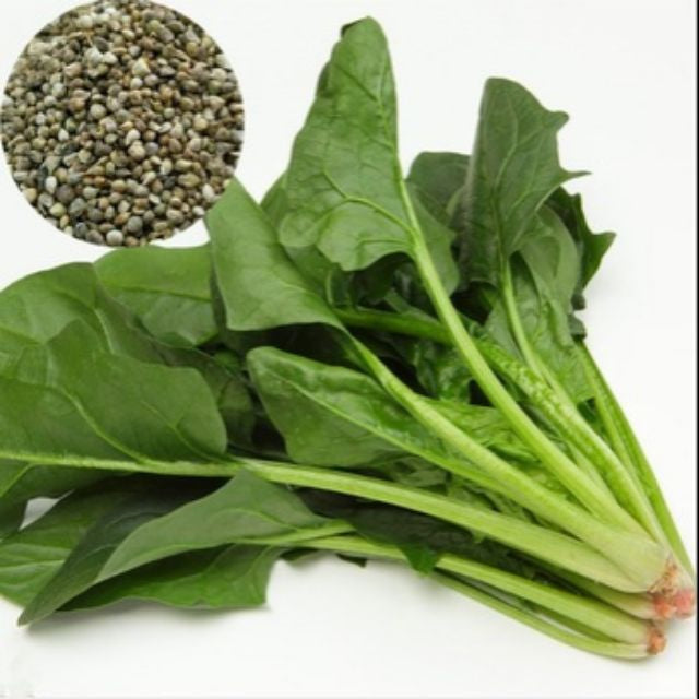 Cải bó xôi OP- 20g-spinach