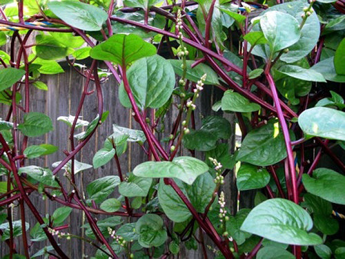 Mồng tơi đỏ-5g-Red Malabar Spinach
