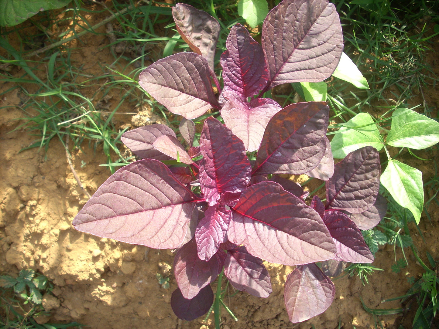 Rau dền đỏ-20g-Red Amaranth