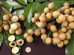 Longan Tree - Kohala- Cay Nhan
