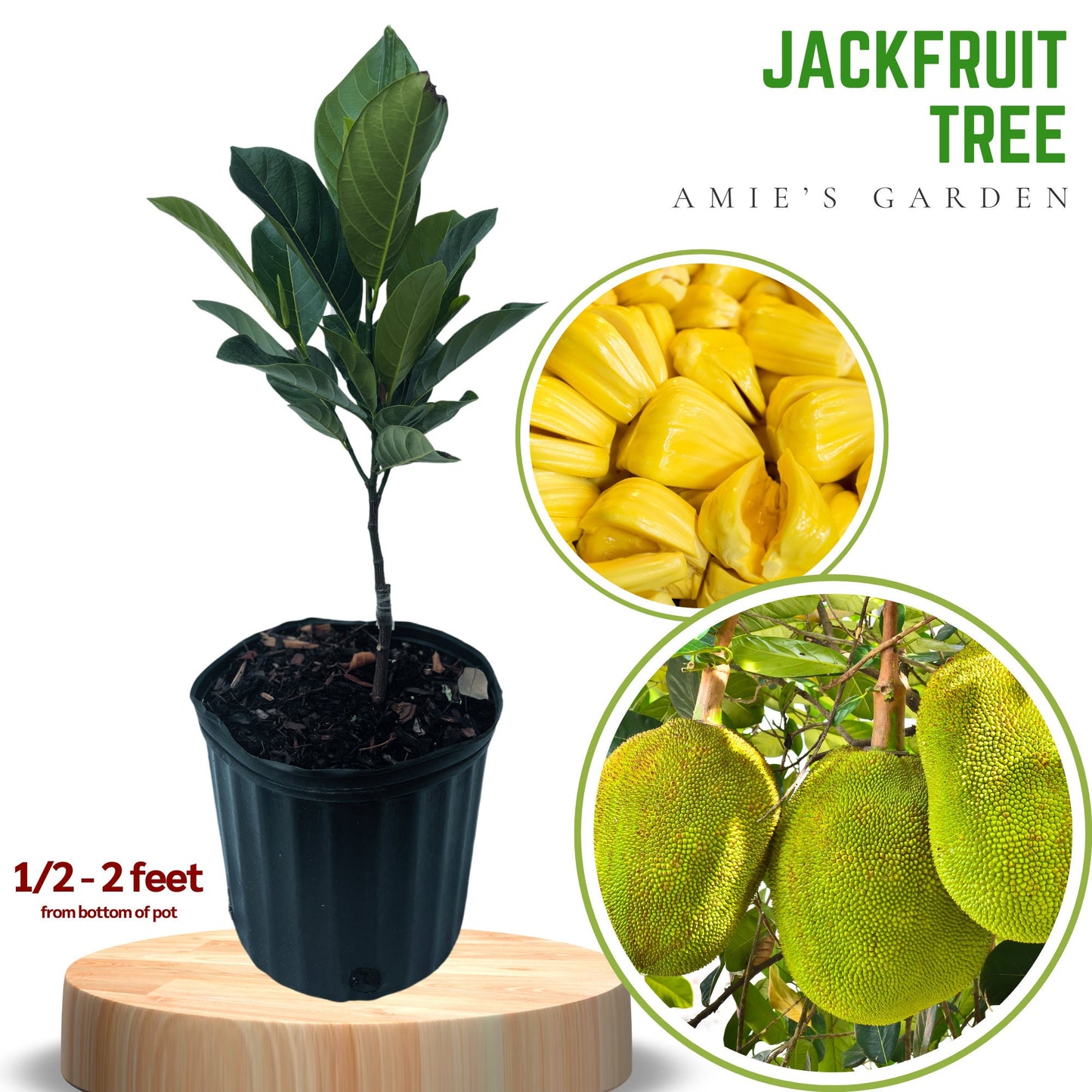 Jackfruit Tree- Cay Mit