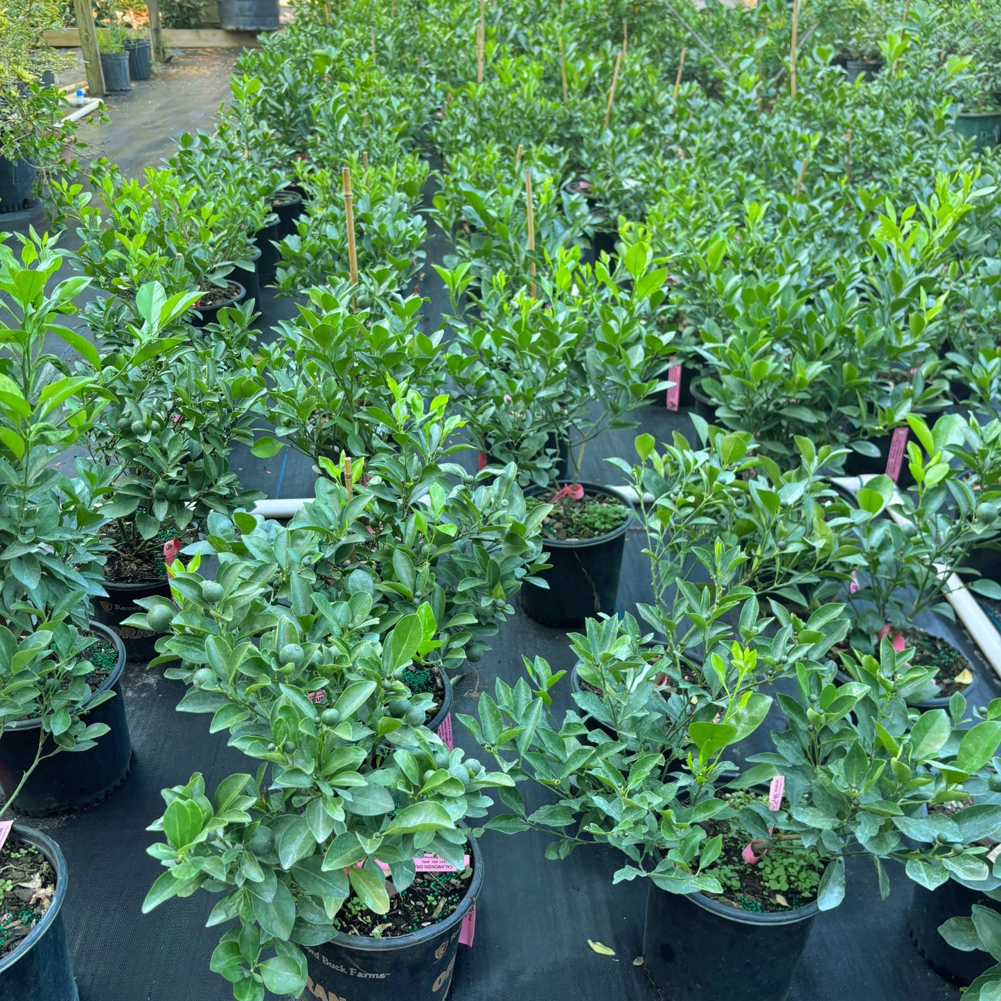 Bush Calamondin tree - Tac chua
