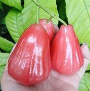 Red Wax Jambu Tree
