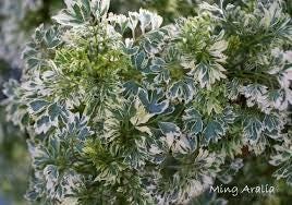 Aralia Ming- Cay Dinh Lang