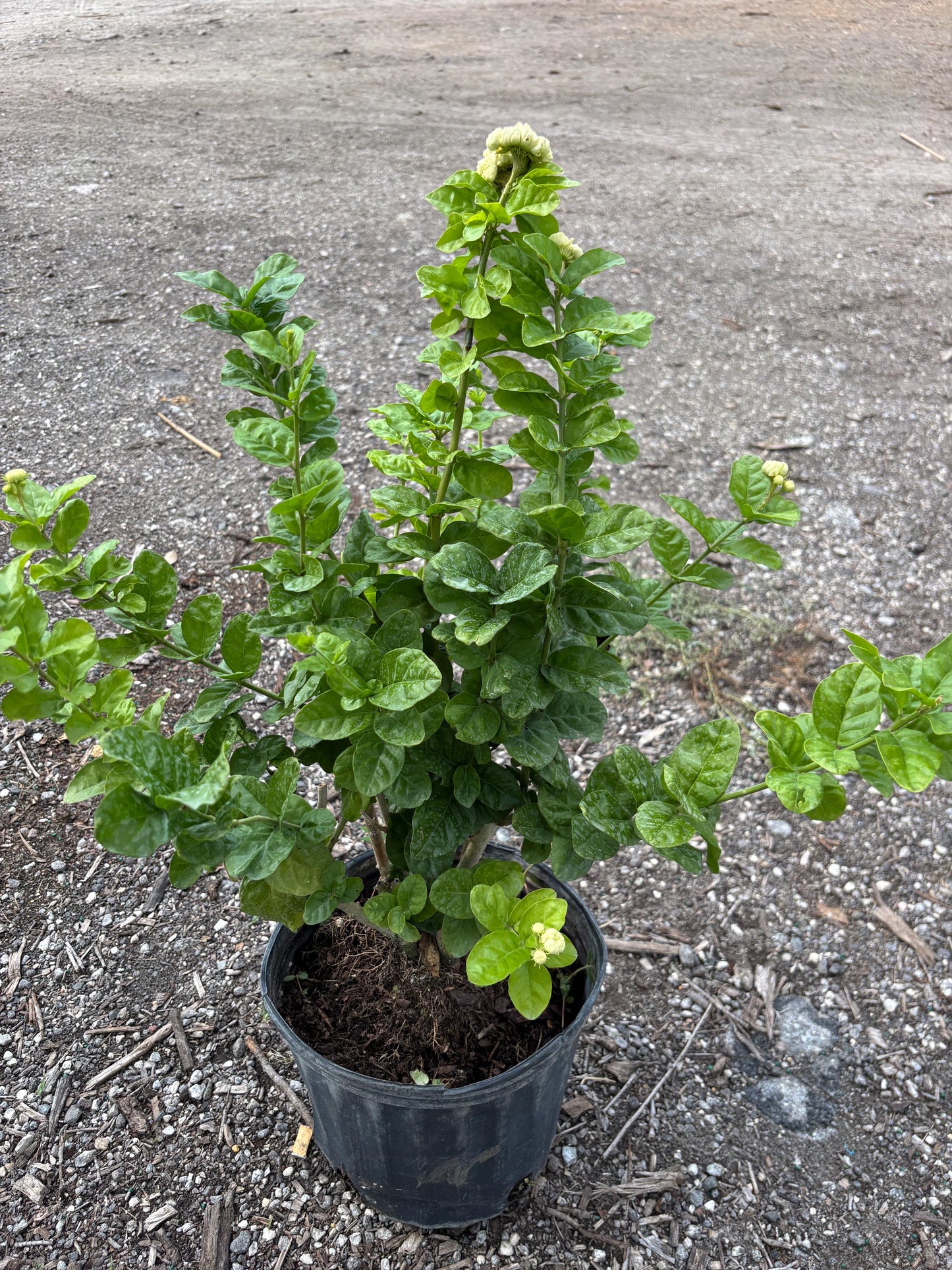 Duke Jasmine Flower Plant- Hoa Lai Kep